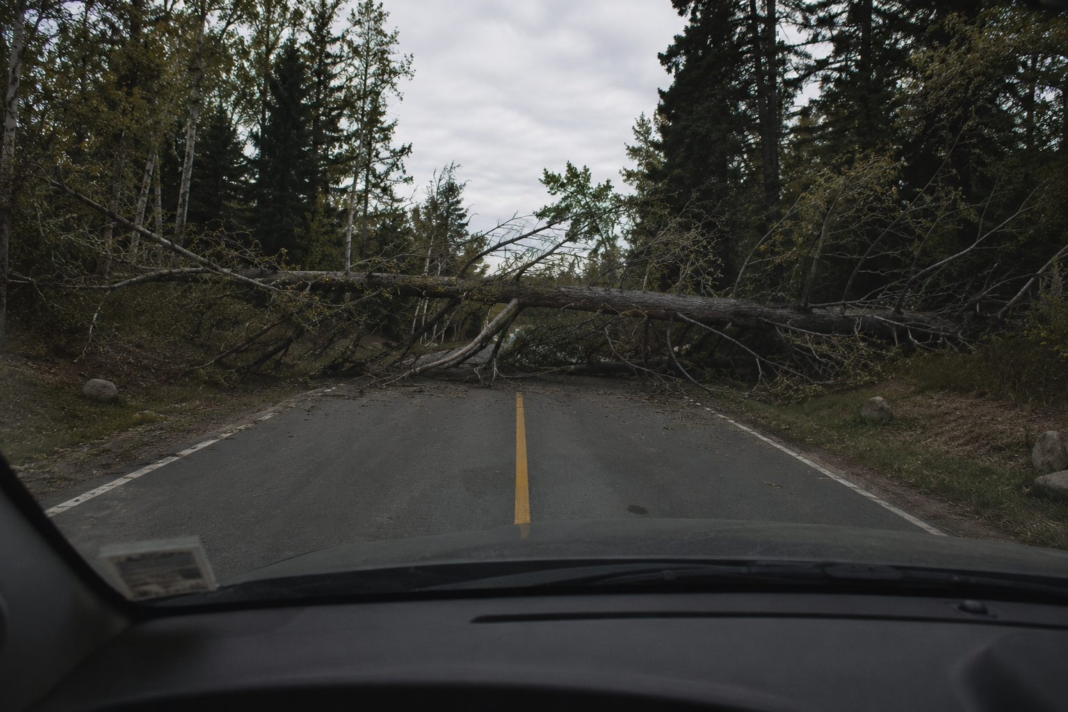 Tree Down in road